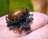 Jewelry Bugs Image 3