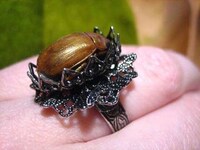 Jewelry Bugs Image 4
