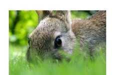 75 Rascally Rabbit Finds