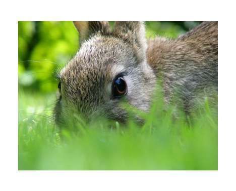 75 Rascally Rabbit Finds