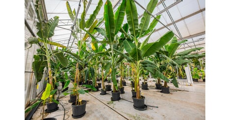 Fertile Cavendish Banana Lines