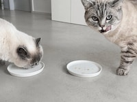 Cultivated Mouse Meat Cat Treats Image 1