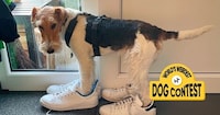 Interactive Pet Marketing Campaigns Image 2