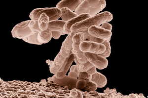 White-Light Antimicrobial Fabrics Article Thubnail
