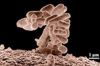 White-Light Antimicrobial Fabrics Image 2