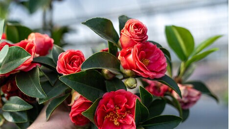 Late-Summer Blooming Camellias