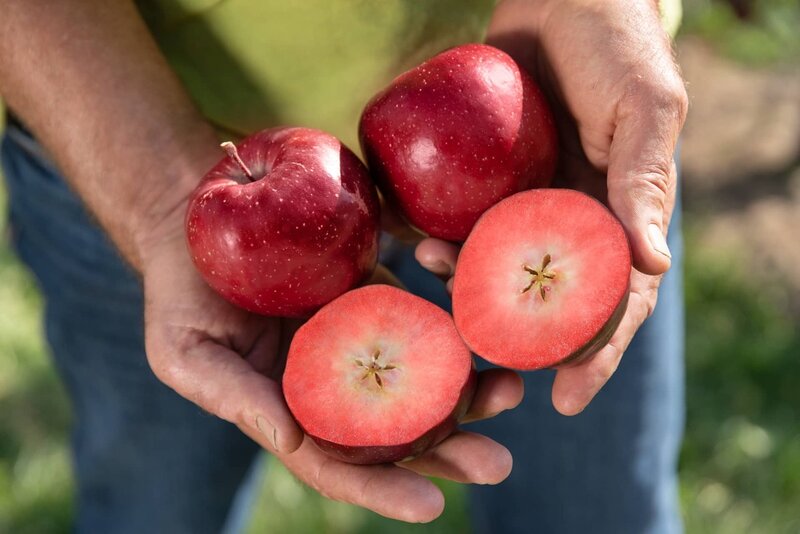 Colored-Flesh Apple Seasons Article Thubnail