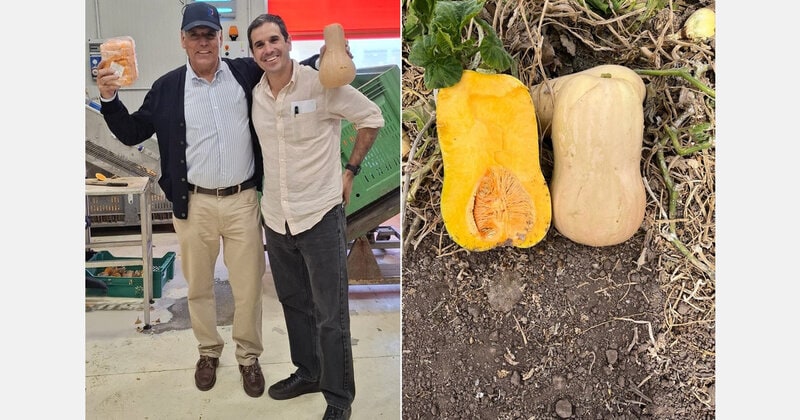 Chilean Butternut Squash Exports Article Thubnail