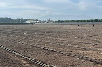 Chilean Butternut Squash Exports Image 2