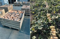 Chilean Butternut Squash Exports Image 3