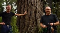 Plant-Signal Monitoring Sensors Image 2