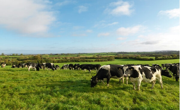 Certification-Focused Dairy Packaging