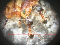 Long-Reach Phone Microscopes Image 2