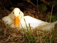 Duck Face Photoblogs Image 2