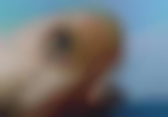 Sea Creature Closeups
