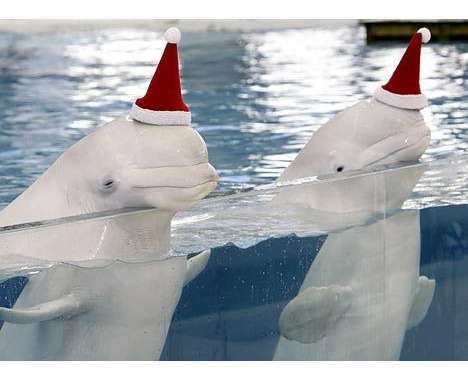 19 Wonderful Whale Innovations