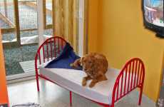 Fun Camps for Pets