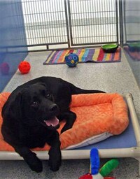 Fun Camps for Pets Image 2