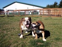 Fun Camps for Pets Image 6