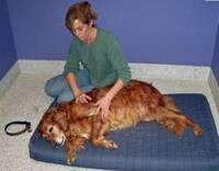 Fun Camps for Pets Image 8