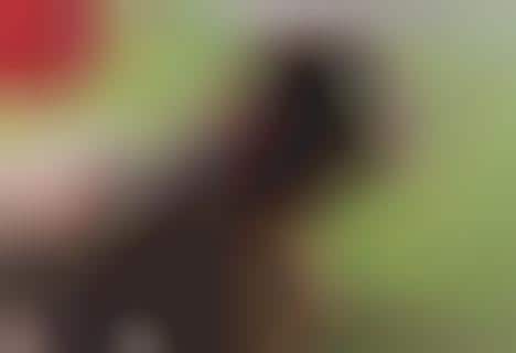 Beer-Opening Dog Collars