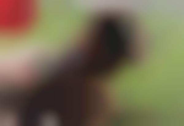 Beer-Opening Dog Collars