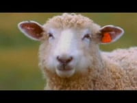 Farm Animal Smear Ads Image 6