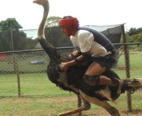 10 Ostentatious Ostriches