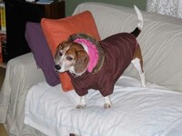 Pretentious Puppies Image 3