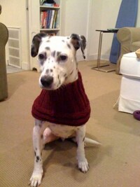 Pretentious Puppies Image 4