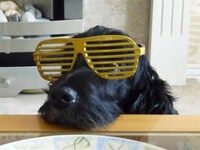 Pretentious Puppies Image 5