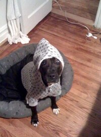Pretentious Puppies Image 6