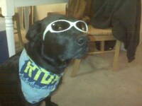 Pretentious Puppies Image 7