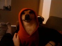 Pretentious Puppies Image 8