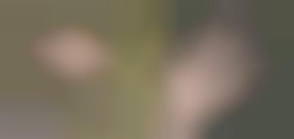 Zippers, Buttons and Bows