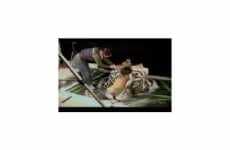 12 Tiger Cat Features