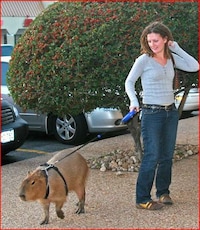 Purse Rats Image 2