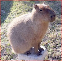 Purse Rats Image 4