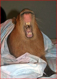 Purse Rats Image 5