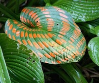 Psychedelic Leaf Art Image 7