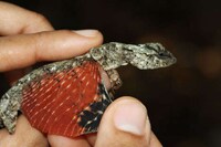 Mini Dragon Pets Image 2