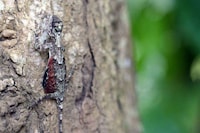 Mini Dragon Pets Image 3