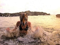 Beached Tiger Art Image 2