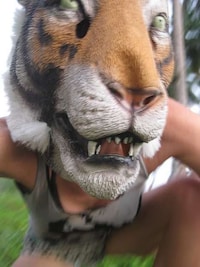 Beached Tiger Art Image 4