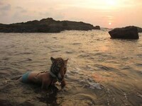 Beached Tiger Art Image 5