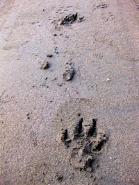 Beached Tiger Art Image 6