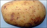 Modified Spud Paper Image 3