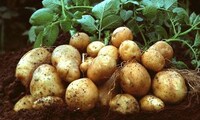 Modified Spud Paper Image 4