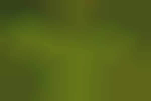 Itty-Bitty Landscapes