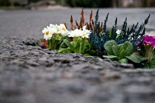 Guerilla Asphalt Gardens